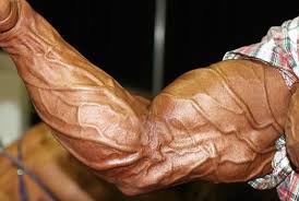 Bodybuilding Vascularity Blueprint